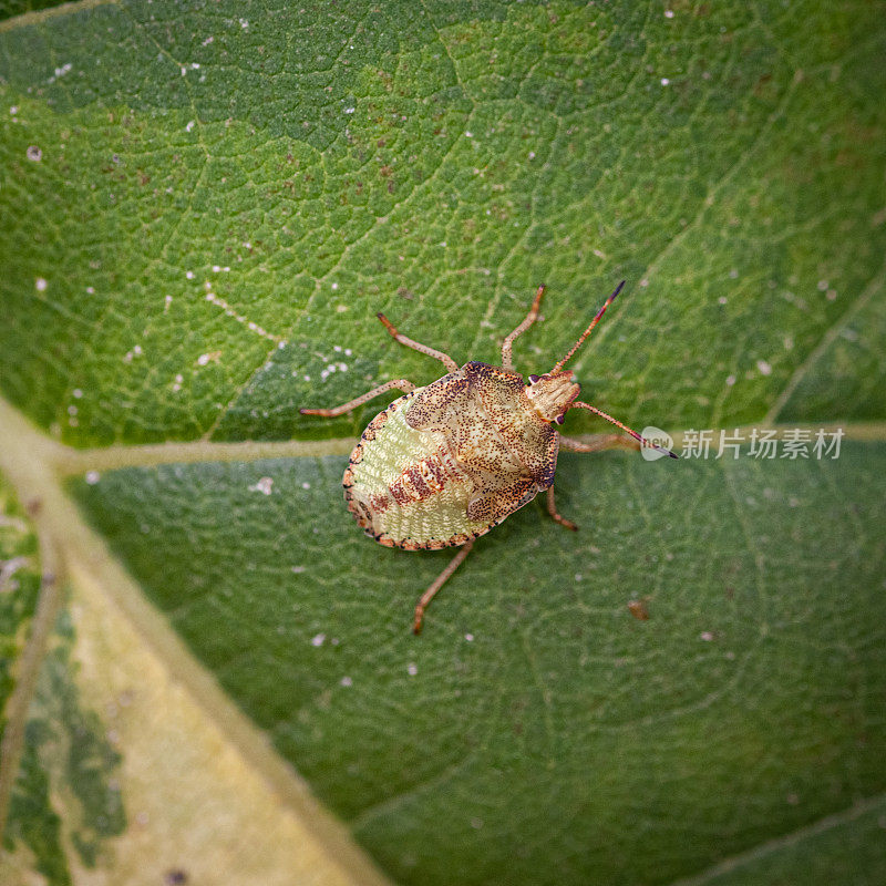 褐虫(Euschistus servus euschistoides)幼虫，褐蝽幼虫。